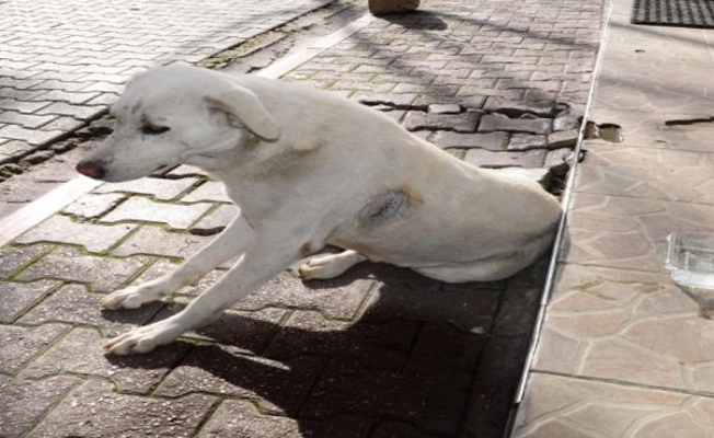 Caniler, sokak köpeğini jiletle yaraladılar!