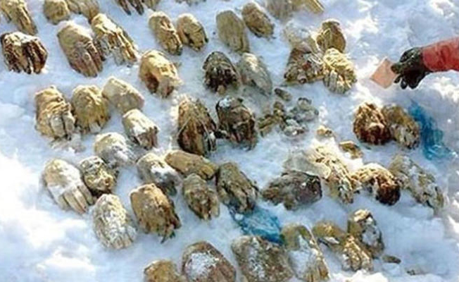 Nehir kıyısındaki poşetten 27 çift insan eli çıktı