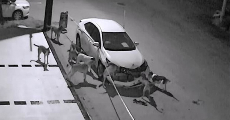 Sakarya'da sokak köpekleri otomobili parçaladı
