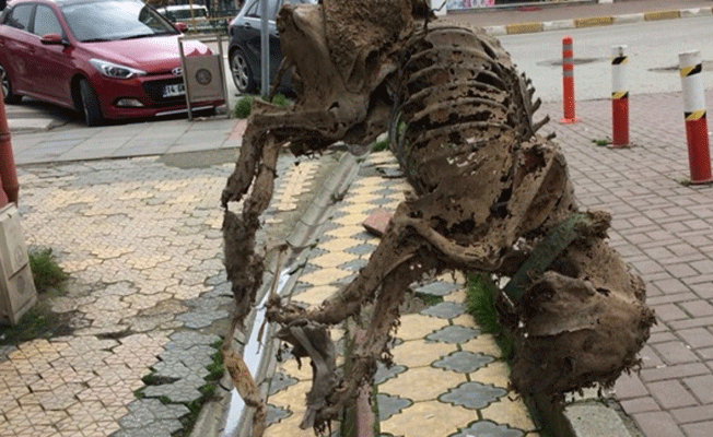 Asansör kuyusunda bulundu... Şok etti!