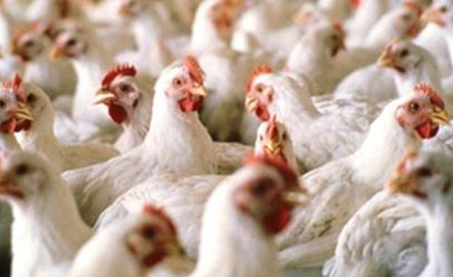 Japonya'ya ilk tavuk ihracatı