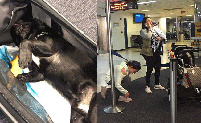 Uçak bagajına kapatılan köpek can verdi
