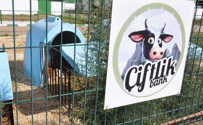 Çiftlik Bank’a kayyum mu atanacak?