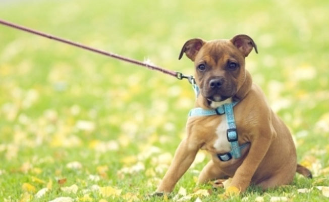 Öğrencilerin önünde köpek yavrusunu kaplumbağaya yediren öğretmeni veliler savundu