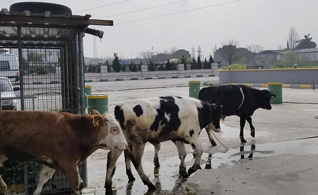 İnekler benzin istasyonunda mola verdi