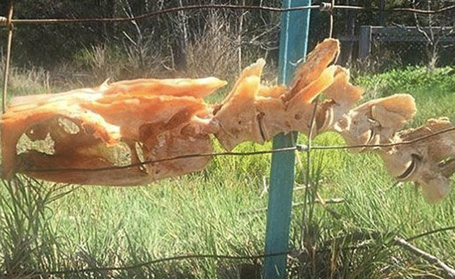 İskeletini çitlerde bulmuşlardı… Sırrı çözüldü