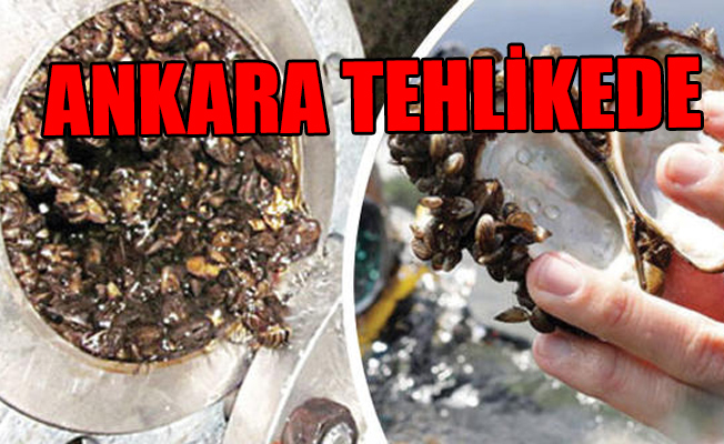 Büyük tehlike... Zebra midyesi suyumuzu kesecek
