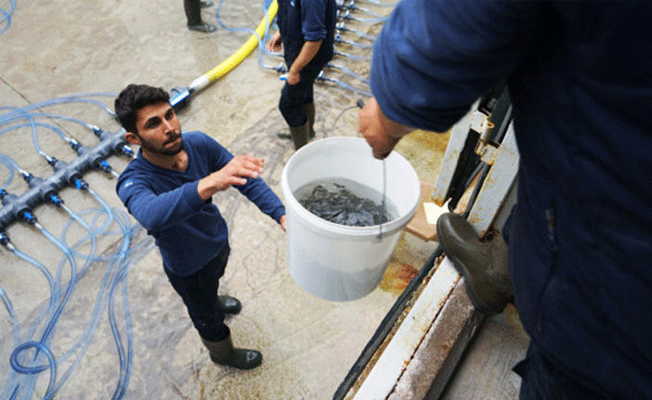 Türkiye'den aldılar... 100 ton böyle taşındı