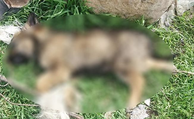 Isparta'da zehirlendiği tahmin edilen 18 köpek ölüsü bulundu!