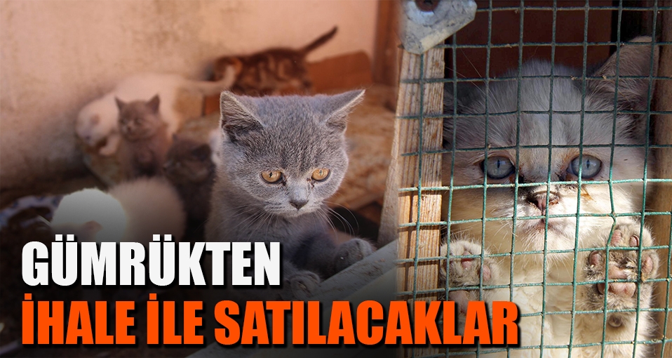 10 yavru kedi gümrükten satılacak