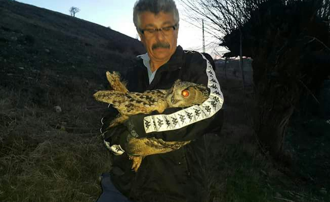 Çamşıh'ta Puhu Kuşu görüldü
