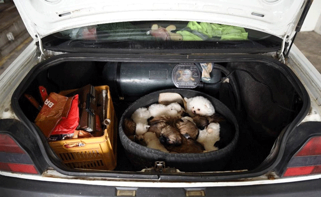 Yavru köpekleri otomobilin bagajında gümrükten sokmak istediler...