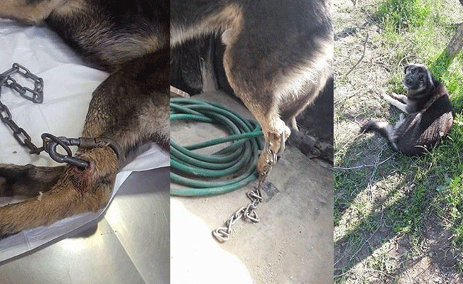 Bacağına zincir geçirilen acı içinde kıvranan zavallı köpek bulundu!