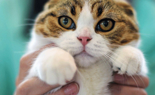 Şişman kedi, iki arkadaşı arasındaki kavgayı yere yatarak durdurdu