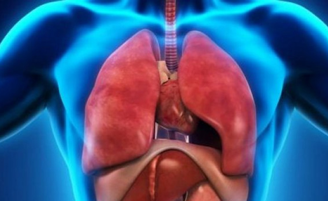 İnsan vücudunda yeni bir organ keşfedildi
