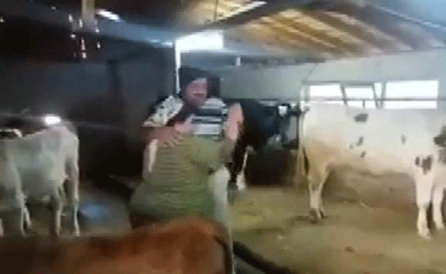 Ahırda dans eden çift sosyal medyada fenomen oldu!