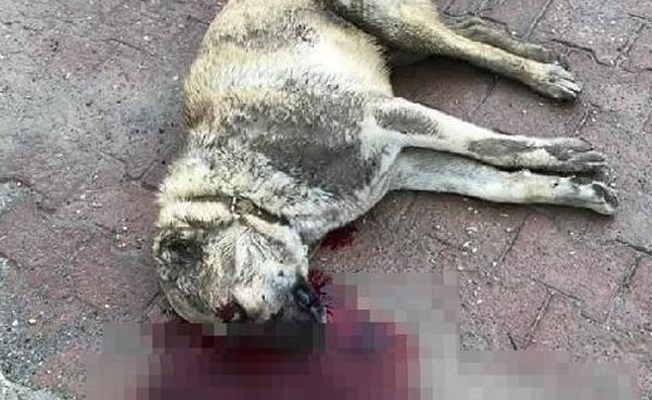 Bursa'da çiftlik bekçisi, korktuğu Kangal köpeğini av tüfeğiyle öldürdü