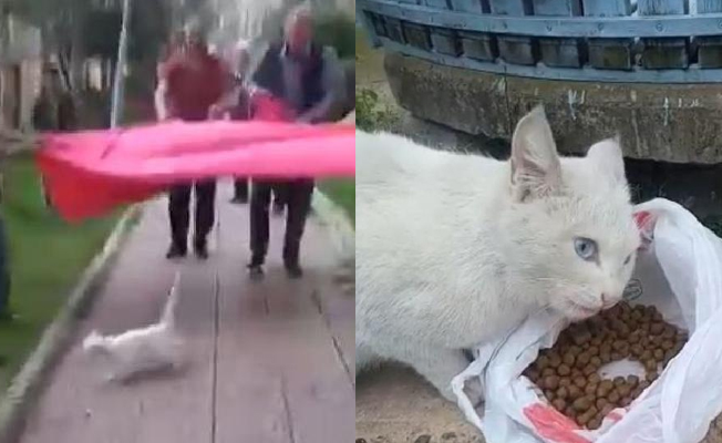 Ağacı silkeleyip, mahsur kediyi düşürdüler