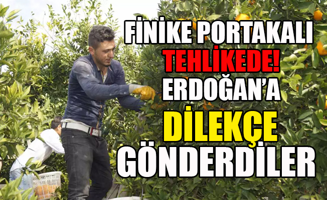 Finike portakalı tehlikede!