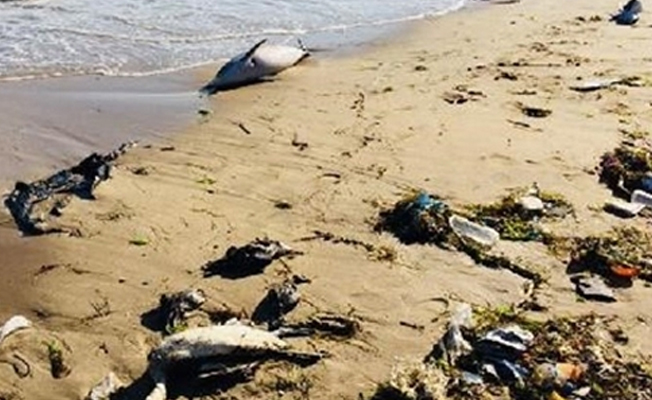 Sinop'ta sahile ölü yunus ve kuşlar vurdu