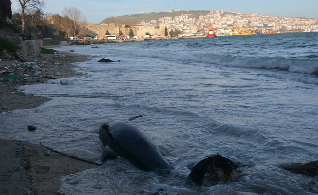 Sinop'ta dehşet olay! 32 yunus...