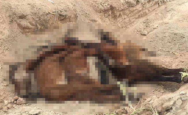 Çiftlikteki korkunç manzara ihbar üzerine ortaya çıktı