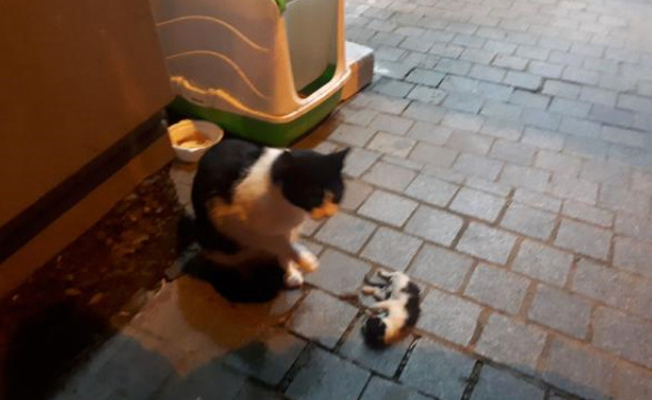 Başında koklayarak saatlerce bekledi!