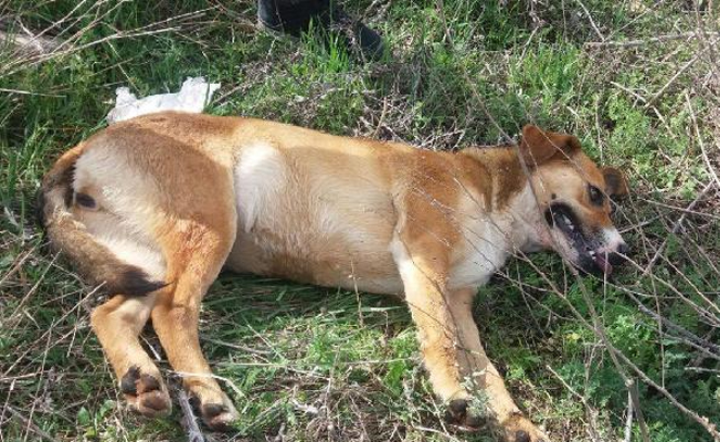 Şok olay... 18 köpek tarım ilacıyla zehirlendi