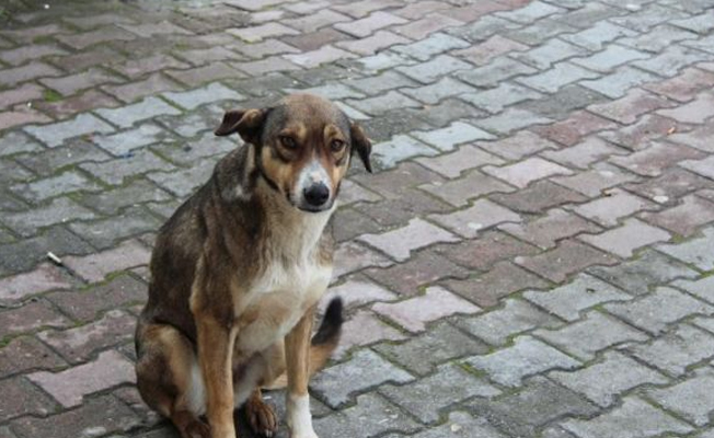 Köpeği tekmeleyen servis şoförüne para cezası