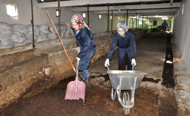 Bileziklerini satıp solucan çiftliği kurdular