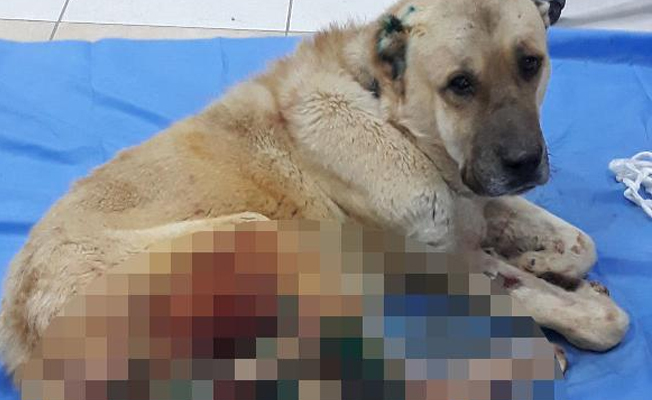 Bahçesine giren köpeği acımasızca av tüfeğiyle vurdu