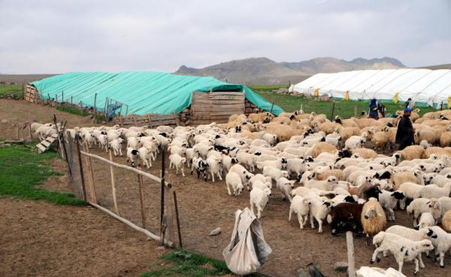 6 bin liraya çalışacak çoban aranıyor