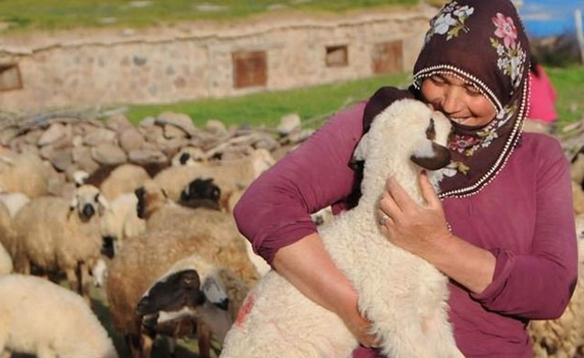 6 bin lira maaşla çalıştıracak çoban bulamıyorlar!