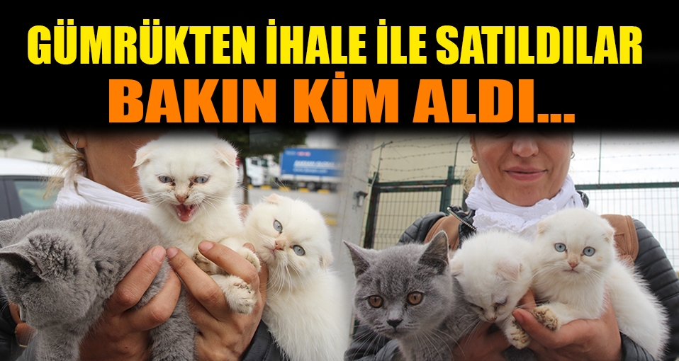 Gümrükteki 6 kedi 4.250 liraya satıldı