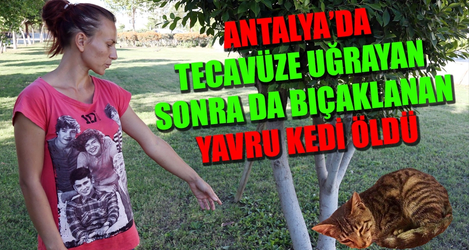 Antalya'da tecavüze uğrayıp bıçaklanan kedi öldü