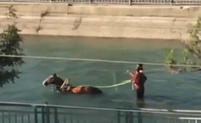 Adana'da sıradan bir gün: At arabası ile su kanalında...