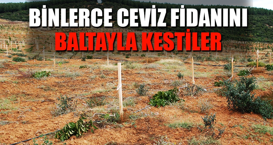 Keşan'da 1138 ceviz fidanını baltayla kestiler