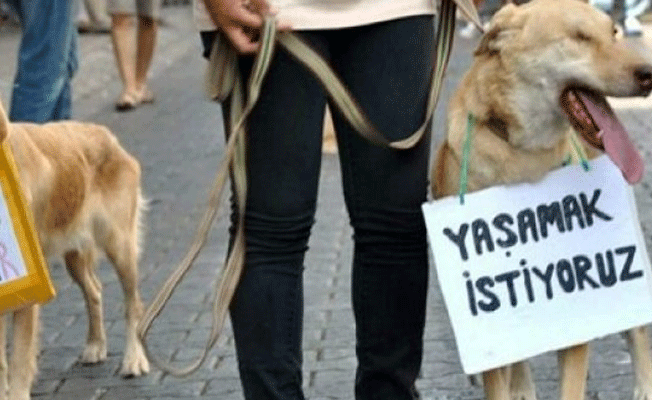 Hayvana şiddete hapis cezası geliyor