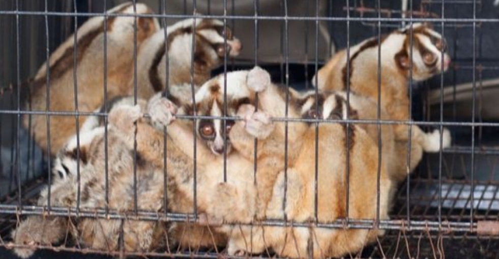 Facebook'ta satılan 34 'yavaş Loris' kurtarıldı