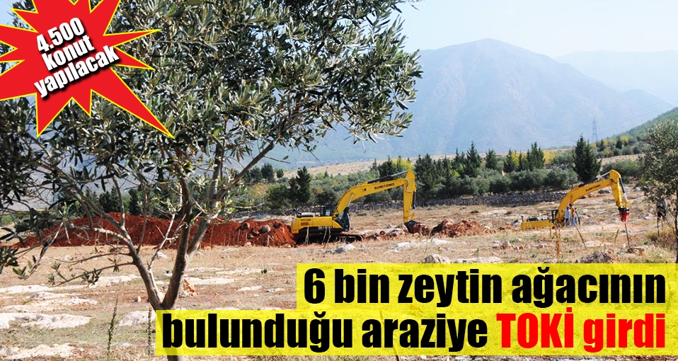 Hatay'da zeytin ağaçları söküldü, TOKİ girdi
