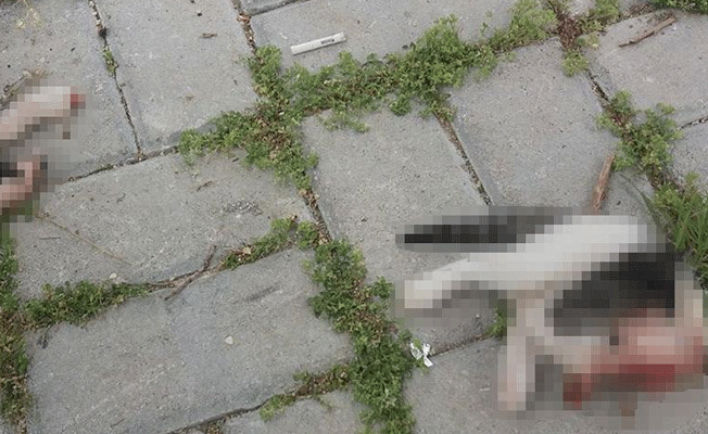 Antalya'da vahşet: Kedinin, kafasını ve bacaklarını keserek öldürdüler