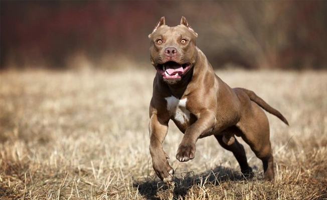 Almanya’da Türklere pitbull köpekli saldırı