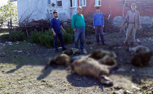 Aç kalan köpekler koyunları telef etti