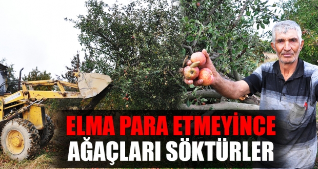 Denizli'de elma üreticileri ağaçlarını söktü