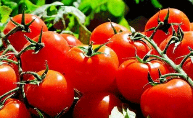Domates ithalatında yeni gelişme
