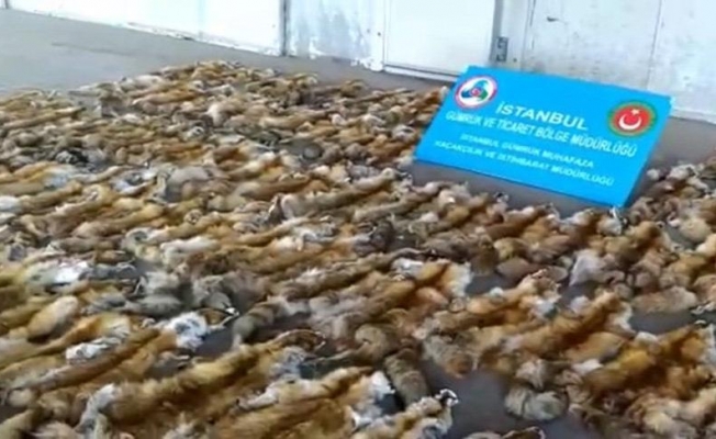 Vahşet: 120 tilki kürkü ele geçti