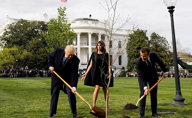 Macron ile Trump'ın Beyaz Saray'da diktiği fidan kayboldu