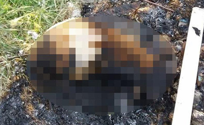 Dehşet! Köpek yavrusunu dövdükten sonra yakarak öldürdüler
