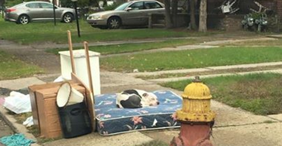 Terk edilen köpek, bir ay boyunca aynı yerde sahibini bekledi