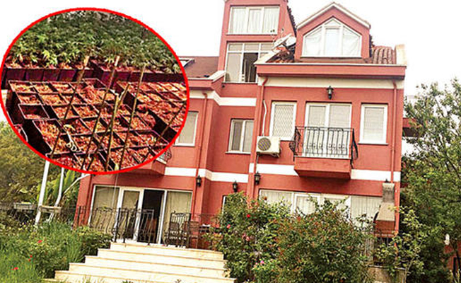 'Bağımlılıları tedavi ediyoruz' dediler villadan uyuşturucu serası çıktı